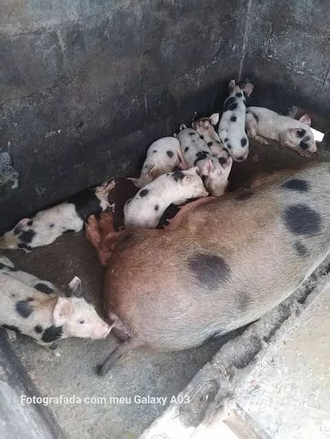 DOAÇÃO Filhotes de porco da raça vietinês