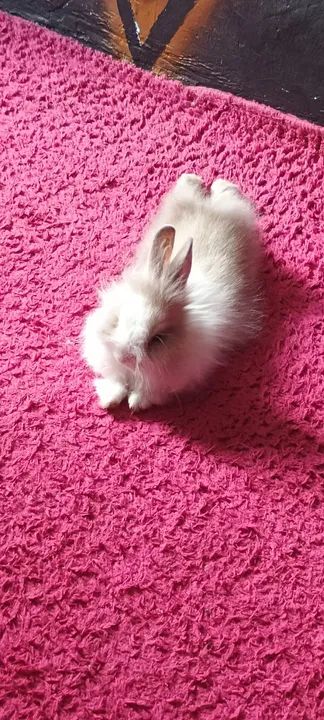 Coelha Mini Lion - Foto 2