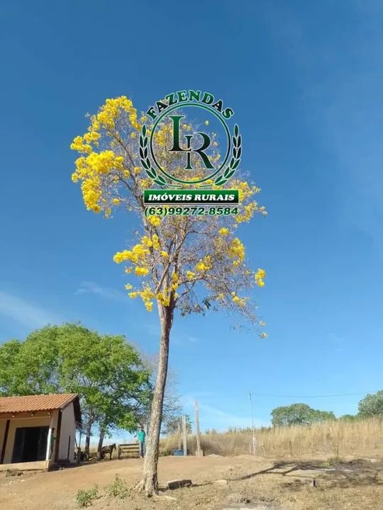Fazenda 89 Alqueires Próximo a Palmas - Foto 2