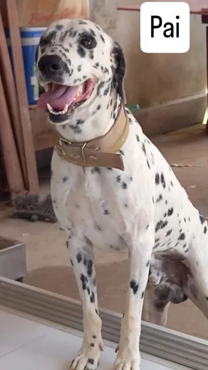 Filhotes Dálmata disponível - Foto 3