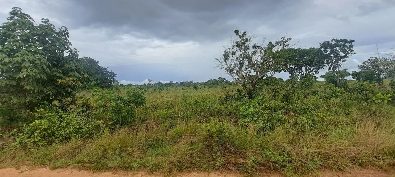 foto - Macapá - Abacate da Pedreira