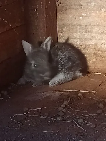 Can a Rabbit Die From Being Scared?
