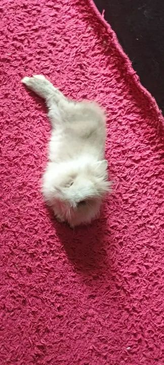 Coelha Mini Lion - Foto 4