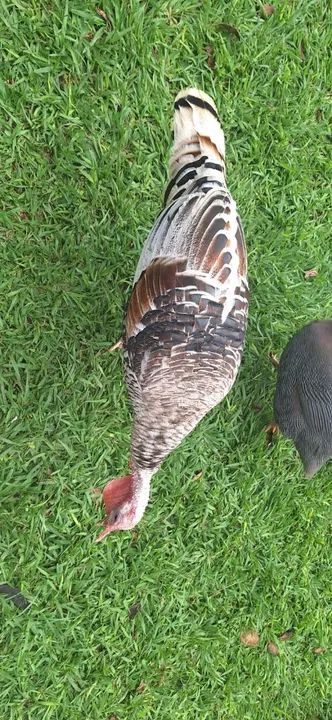 Lindos perus para venda! - Foto 2