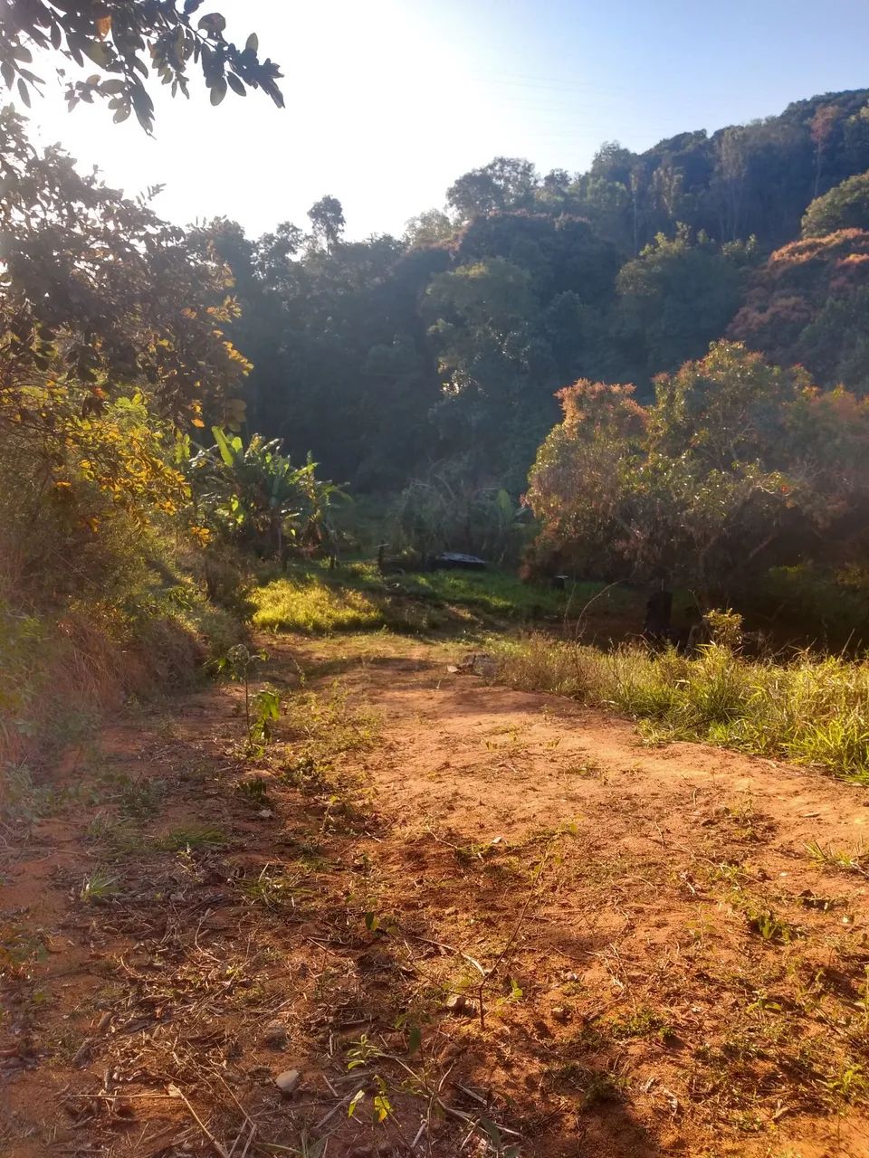 Terreno com uma pequena mata nativa