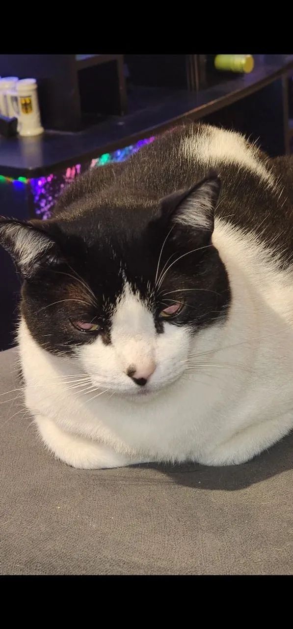 Gato preguiçoso para doação  - Foto 2