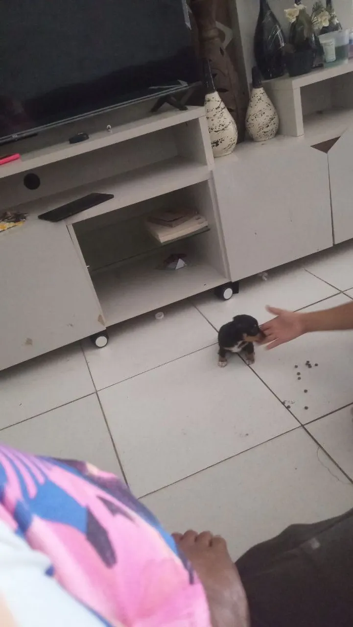 Filhote de pinscher 45 dias já vermefungado