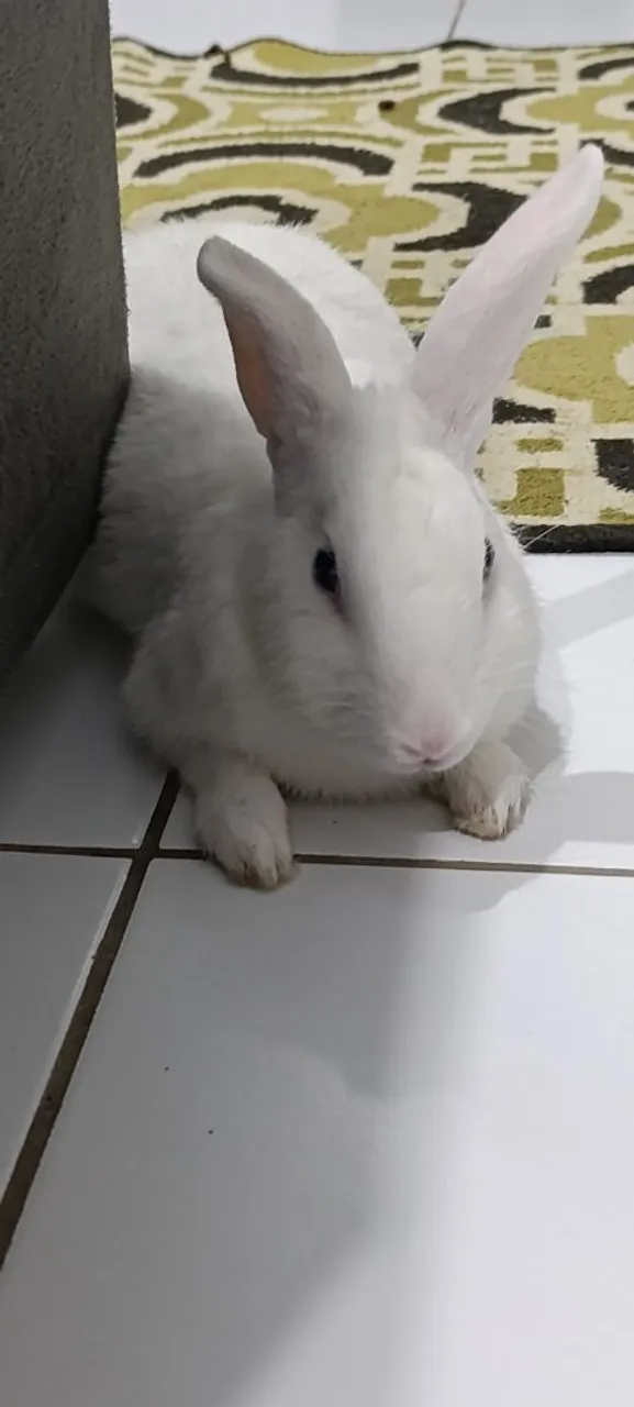 Coelhinho Branco para Adoção