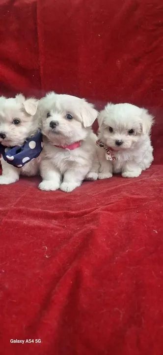 Maltês Filhotes de mais alto padrão da raça - Foto 2