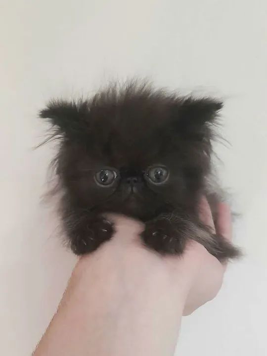 Gatinho Persa Preto Topshow - Adorável (50 Dias) - Foto 3