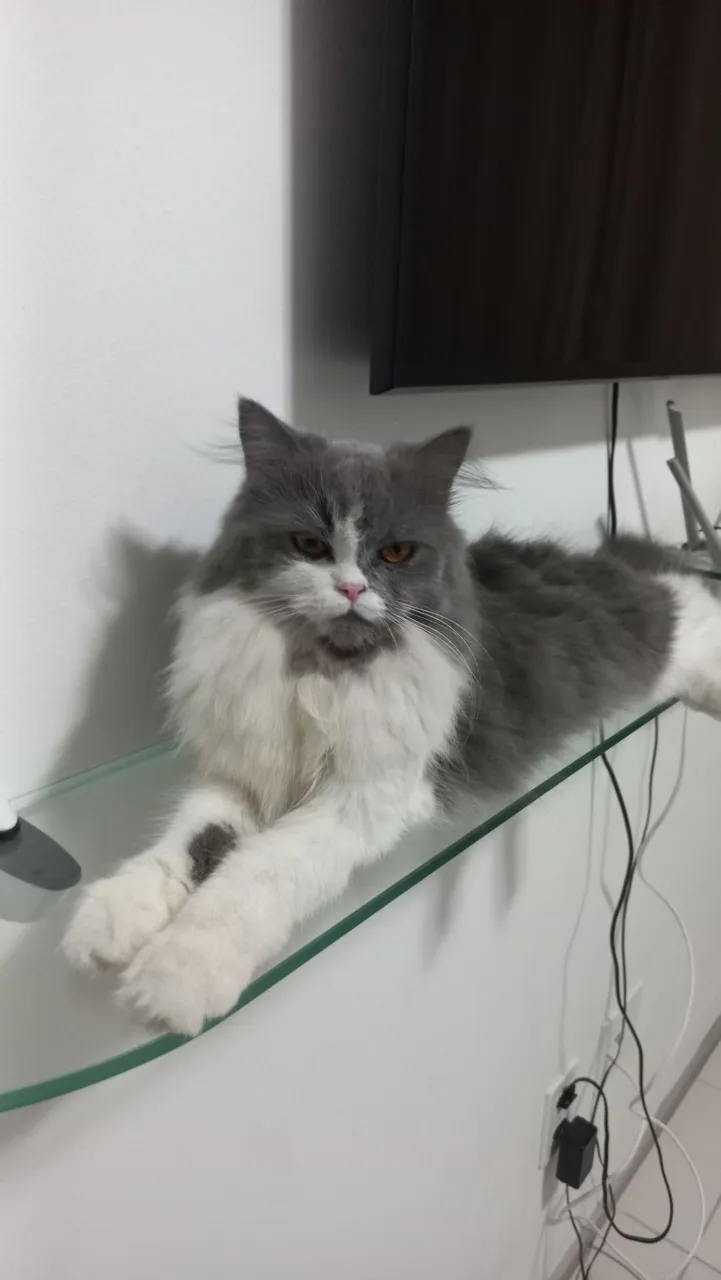 Procuro namorado urgente Gata Persa Cinza e Branco