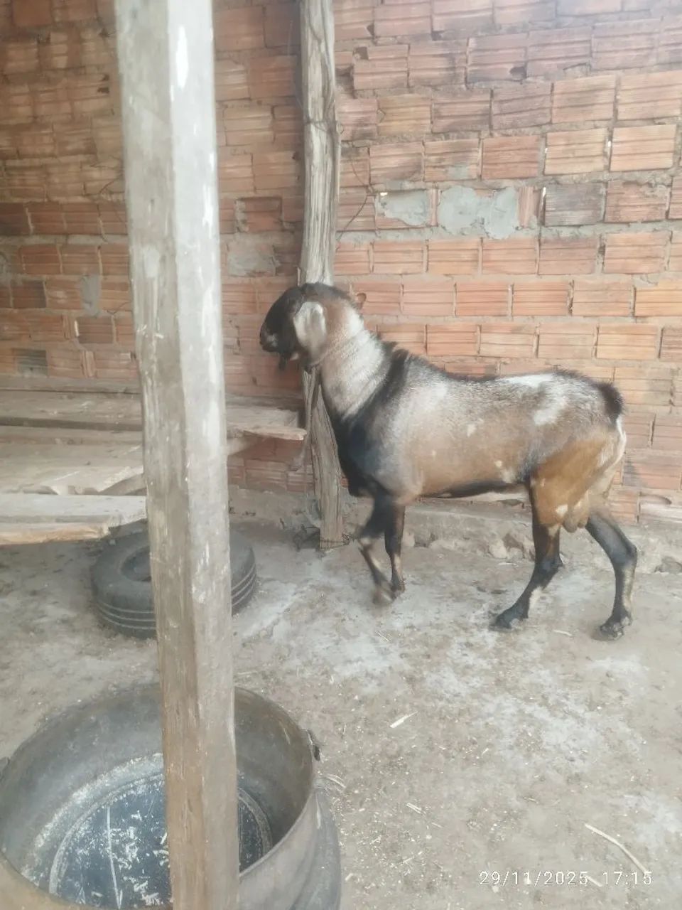 Bode. Anglo nubiano( P.O) - Foto 2