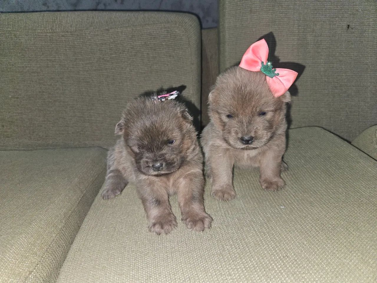 Filhotes Chow-Chow  PARA VENDA ENTREGAMOS NO LOCAL SE NECESSÁRIO  - Foto 4