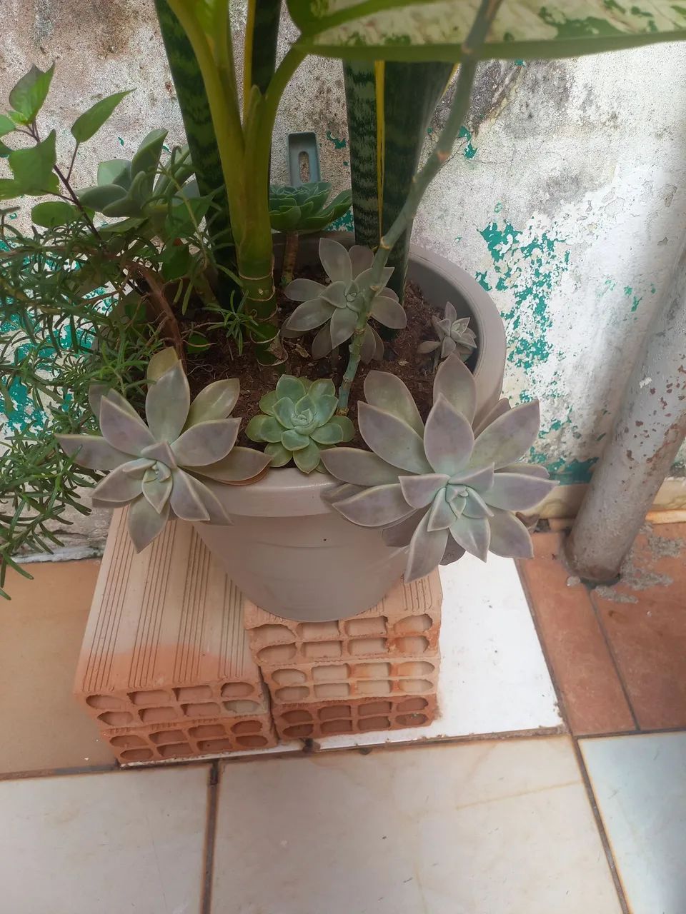Conjunto de Plantas para Decoração - Foto 4