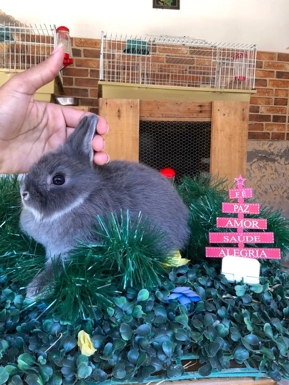 Pet em promoção - filhote de coelho anão da raça netherland dwarf linhagem importada - Foto 3