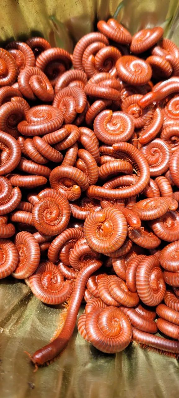 Gongolos para Compostagem 