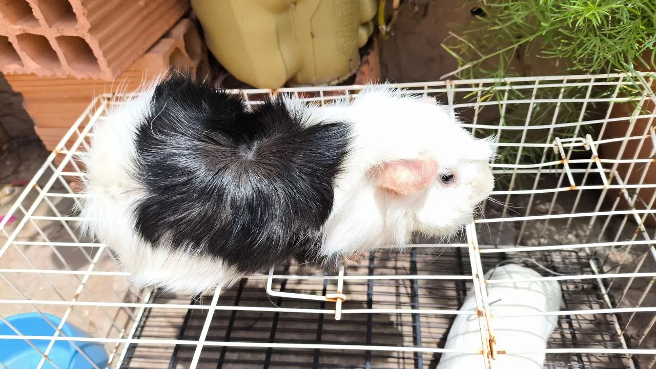 Porquinho da índia  - Foto 5