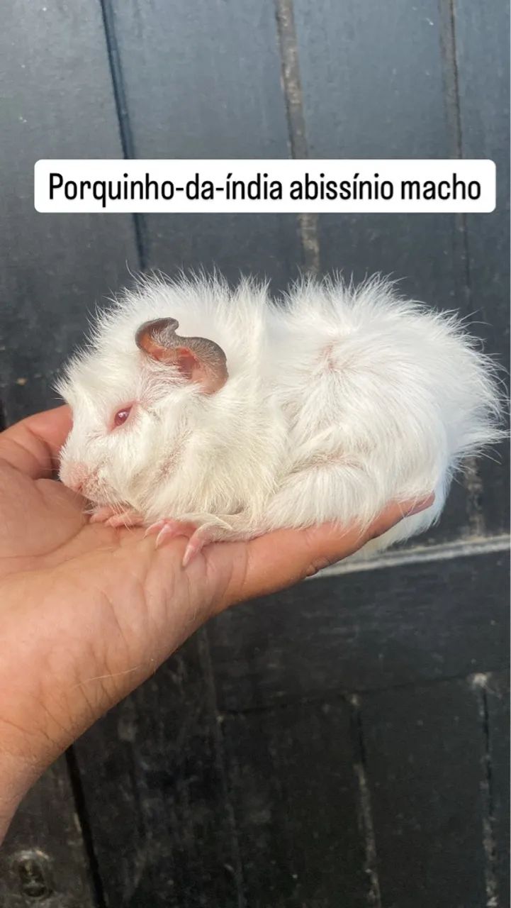 Porquinho-da-índia Absínio  - Foto 2
