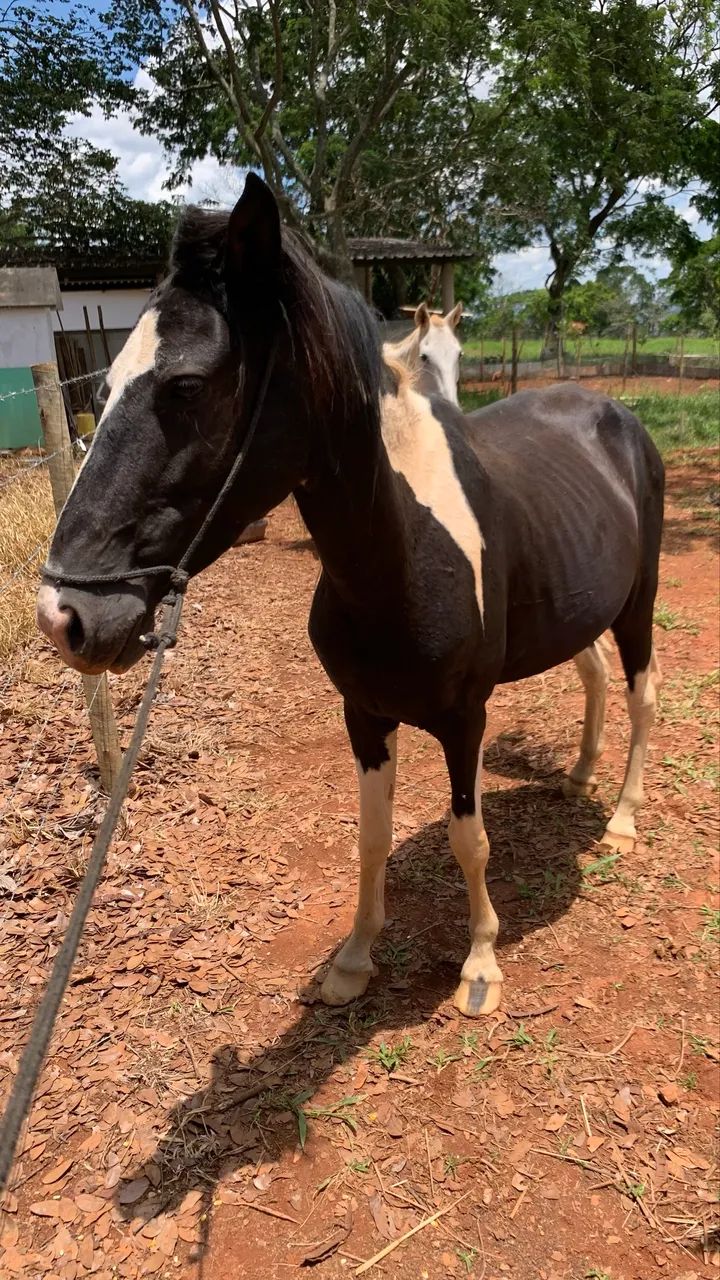 Cavalo Pampa 4 anos - Foto 5