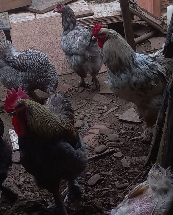 CASAL DE GALINHA BHAMA ADULTO