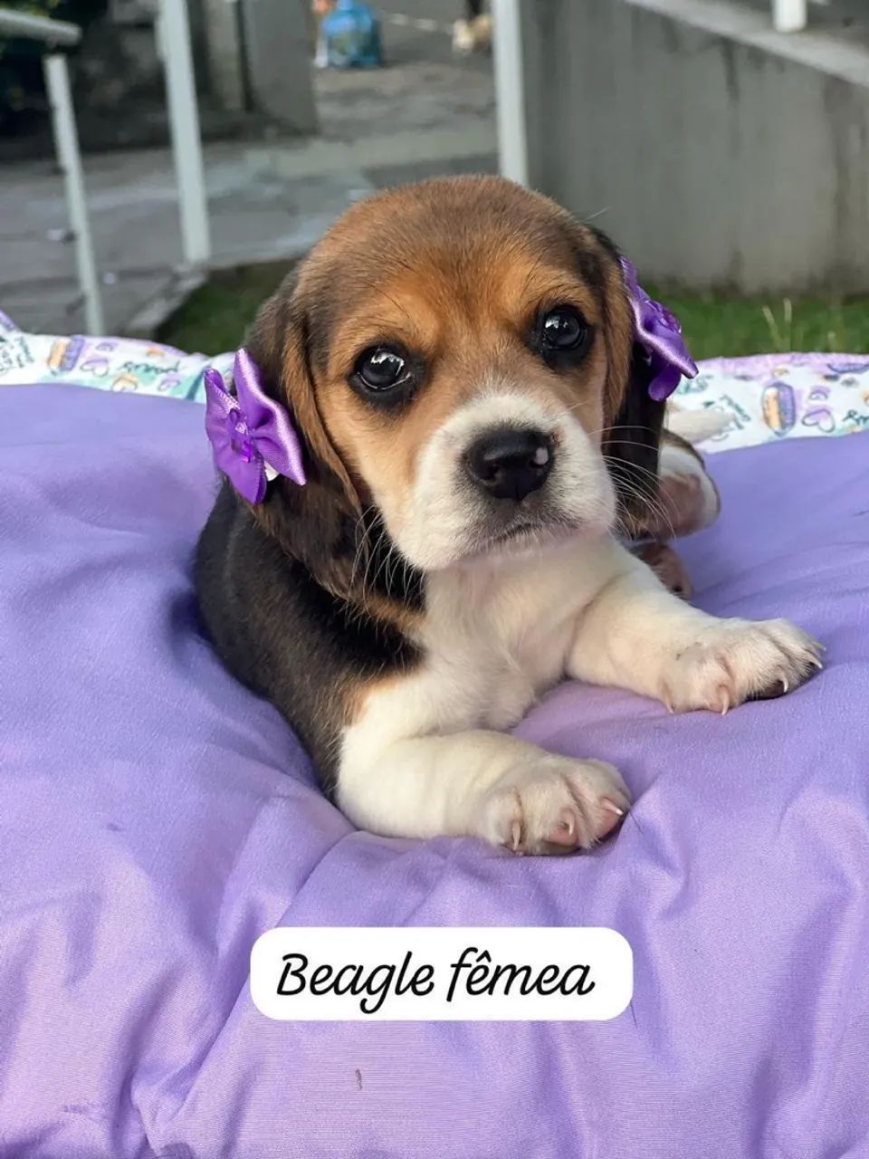 Filhote Beagle Macho e fêmea  - Foto 2