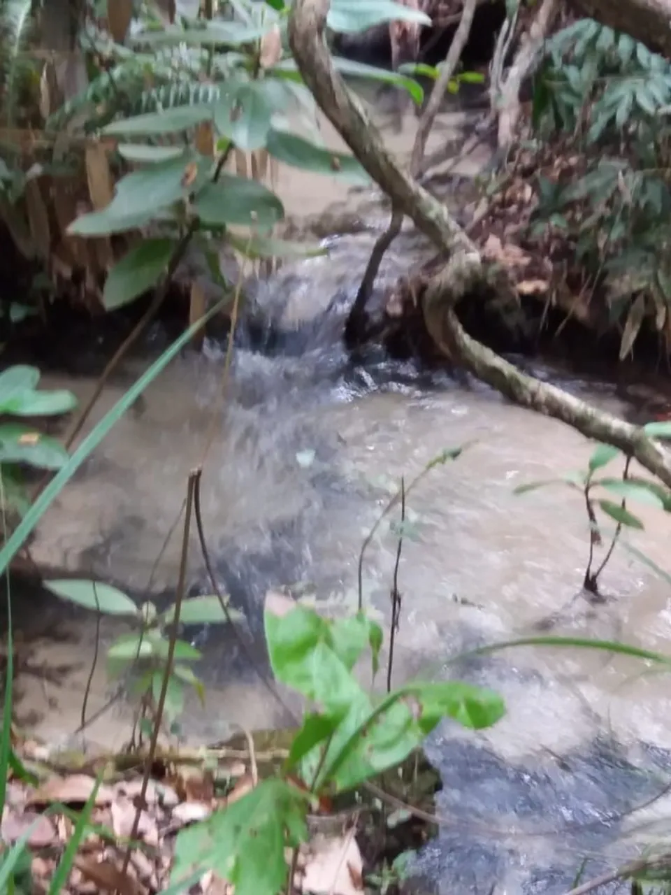 Chacara perto de Campo Grande, rica de agua