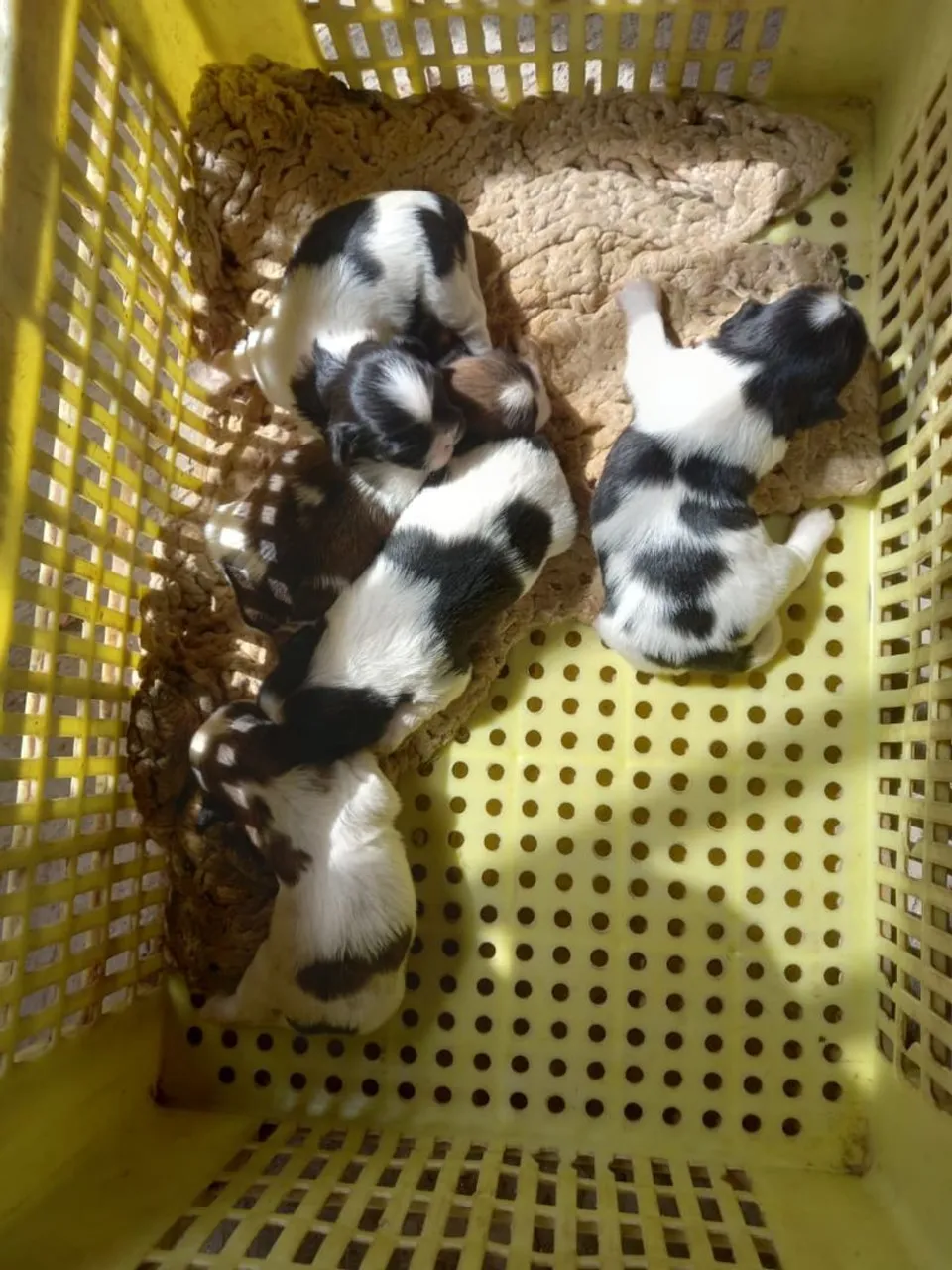 Filhotes Shih Tzu - Lindos e Carinhosos!