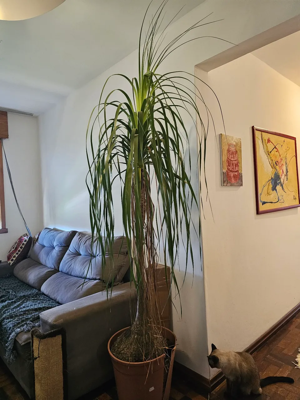 Planta pata de elefante