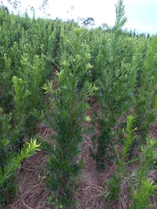 Mudas de Podocarpus 1.1mt - Foto 2