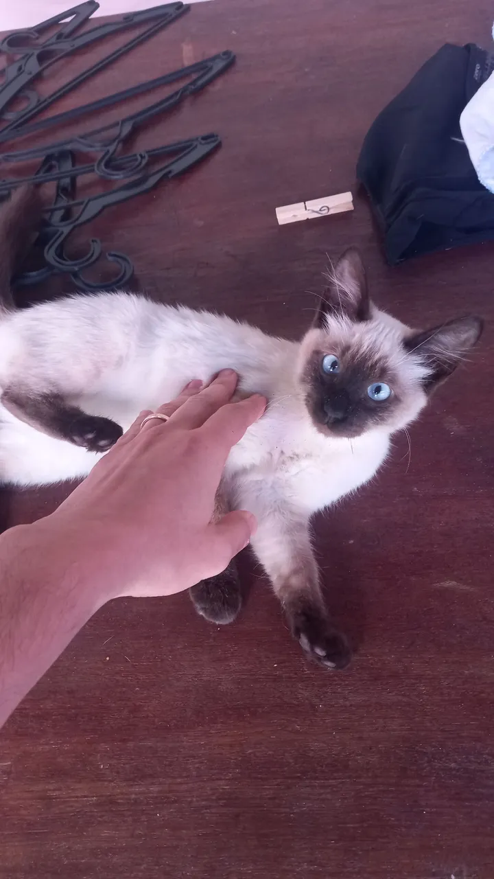 Gatinho Siamês para adoção