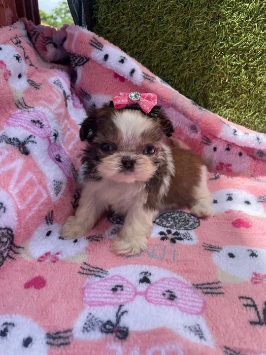 Shih Tzu belíssimos filhotes linhagem miudinha - Foto 2