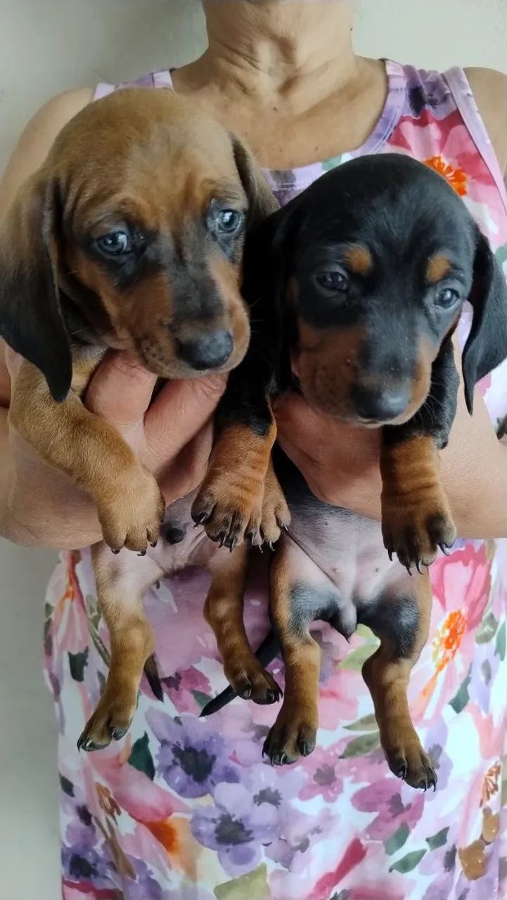 Filhotes de Dachshund disponíveis