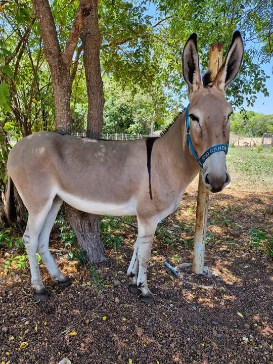 Vendo linda jumenta pêga