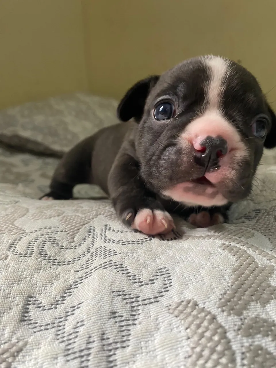 Buldogue Francês