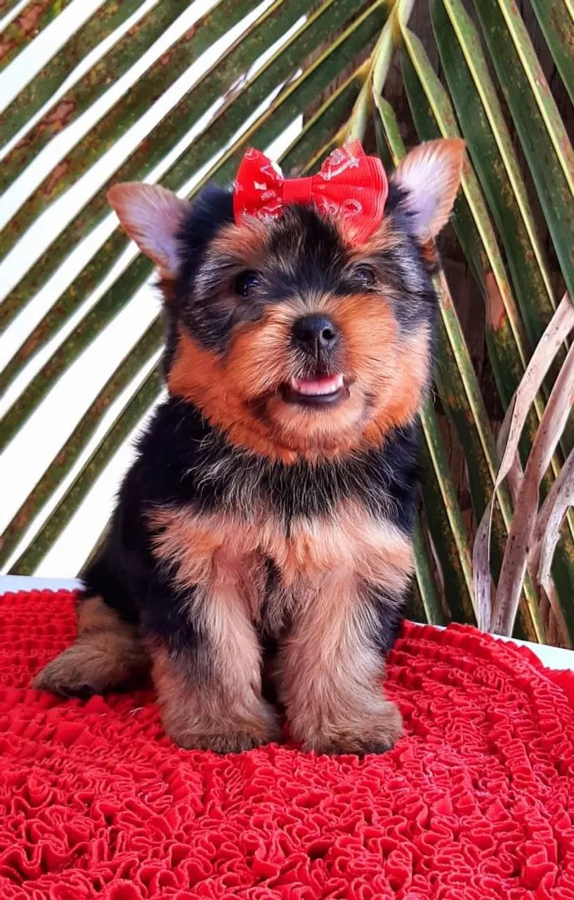 Y?orkshire Terrier fêmea micro