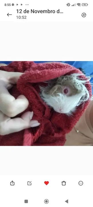 Porquinho fofinho macho.