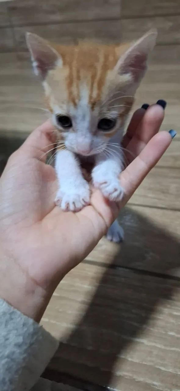 Gatinhos Machos para adoção - Foto 5