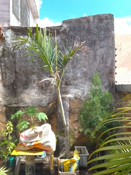 Palmeira para jardim - Foto 3