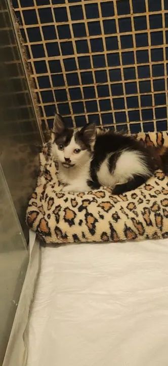 Gatinho macho de 2 meses para adoção responsável no Rio de Janeiro  - Foto 2