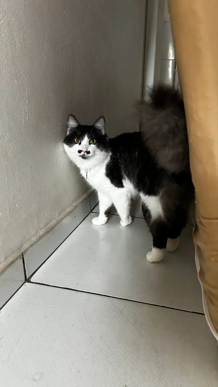 Gato com bigode  - Foto 2