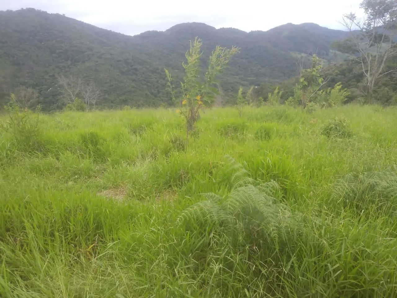 .Oportunidade única. chácara em Guaratinguetá - Foto 4