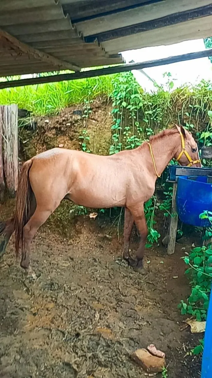 Cavalo pra negociar
