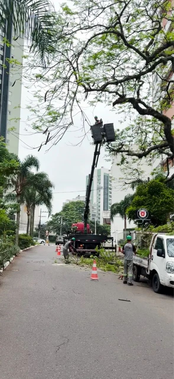 Corte e poda de arvores * - Foto 2