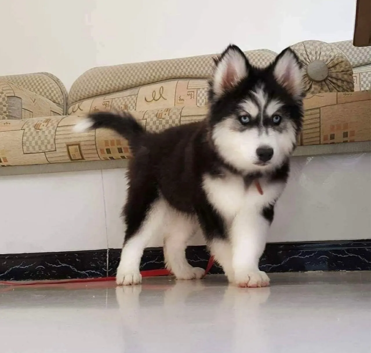 Husky Siberiano Para Lares com Energia selvagem na aparencia