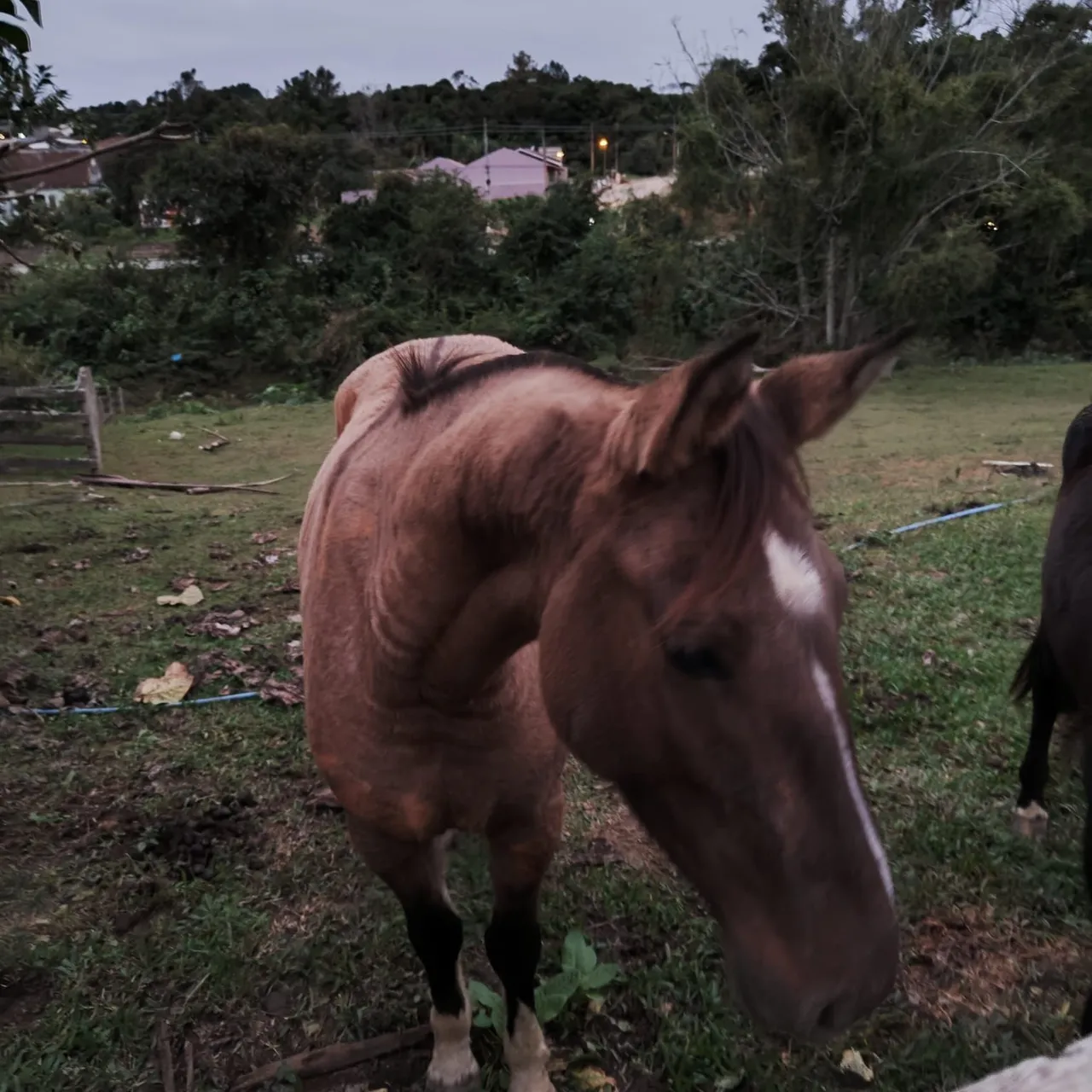 Linda égua muito mansa cavalo como poucos por aí ideal crianças e aprendizes