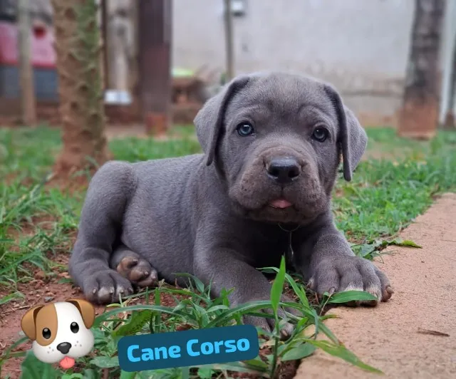 Cane Corso - Blue (Baruck x Zuri)