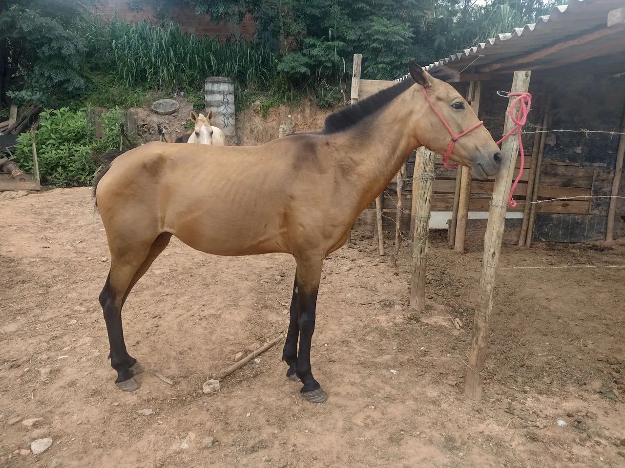 Égua boa de sela  - Foto 3
