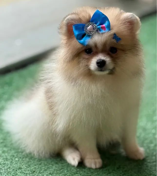 Fêmea de Lulu da pomerania minúscula  - Foto 4