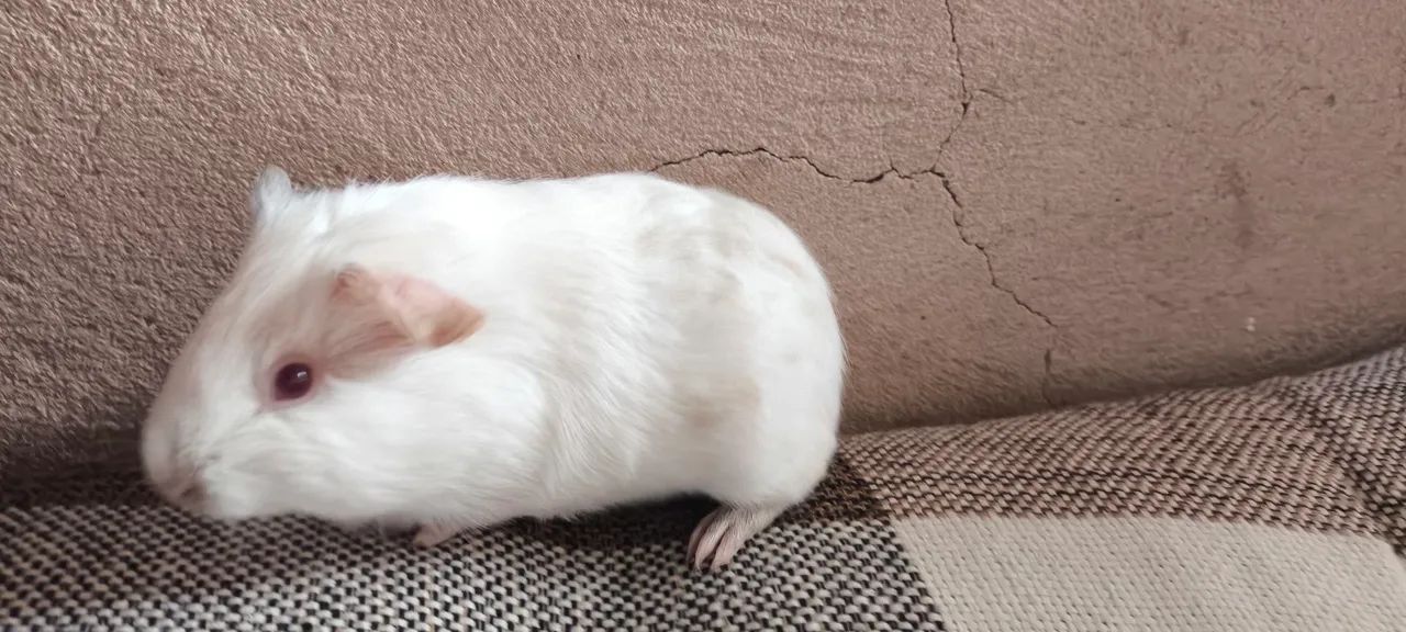 Porquinho da índia  - Foto 4