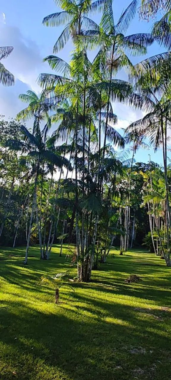 Vendo Excelente Sítio em Benevides - Foto 12